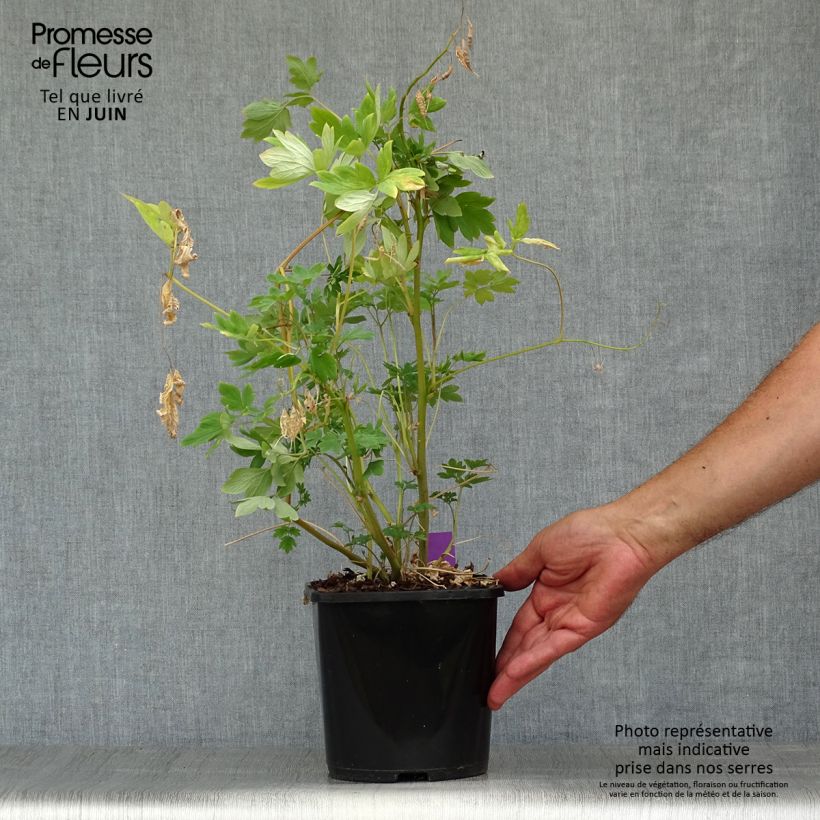 Exemplar von Dicentra spectabilis Yellow Leaf - Tränendes Herz Topf mit 3L/4L wie im Sommer geliefert