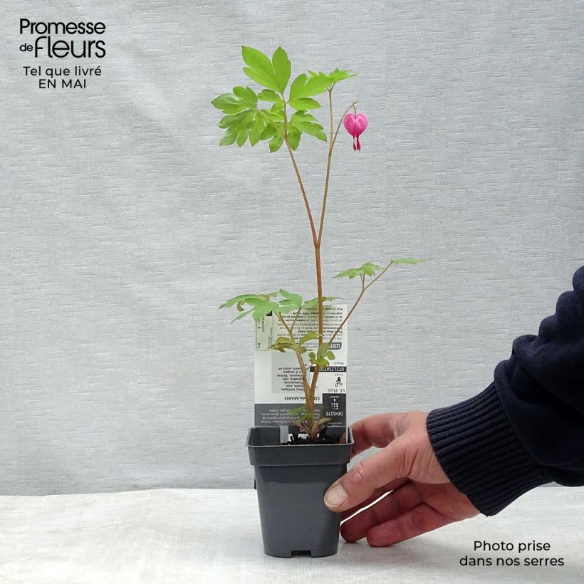 Exemplar von Dicentra spectabilis - Tränendes Herz Kleine Töpfe von 8/9 cm wie im Frühjahr geliefert