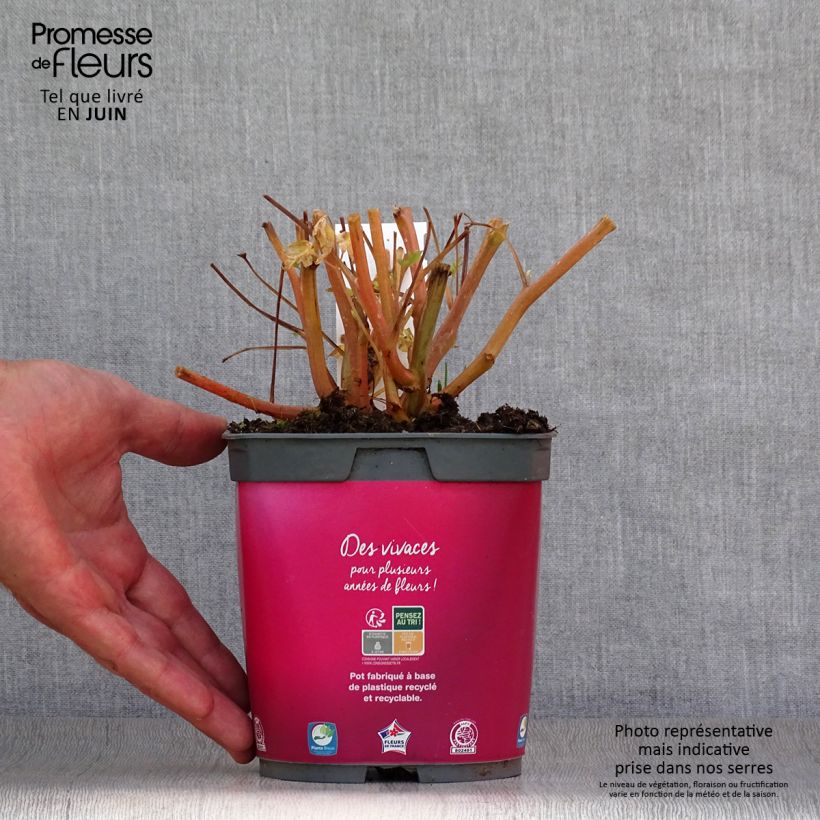 Exemplar von Dicentra spectabilis - Tränendes Herz Topf mit 2L/3L wie im Sommer geliefert