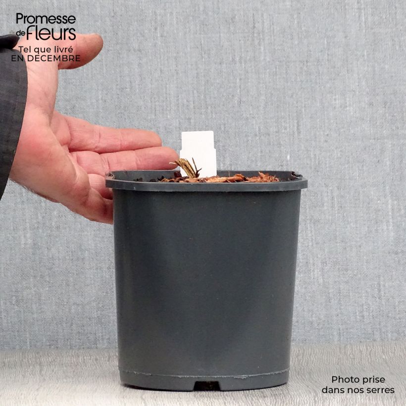 Exemplar von Dicentra spectabilis - Tränendes Herz Topf mit 2L/3L wie im Winter geliefert