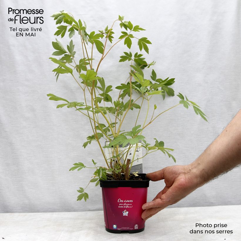 Exemplar von Dicentra spectabilis - Tränendes Herz Topf mit 2L/3L wie im Frühjahr geliefert