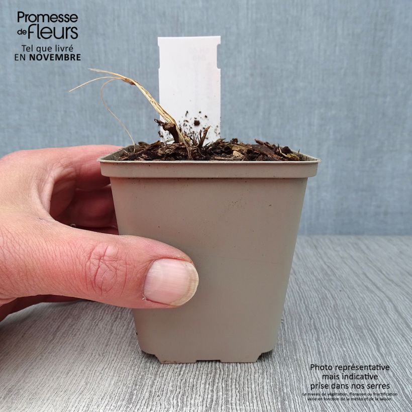 Example of Dicentra spectabilis Goldheart - Tränendes Herz Topf 10 cm/11cm as you get in automne