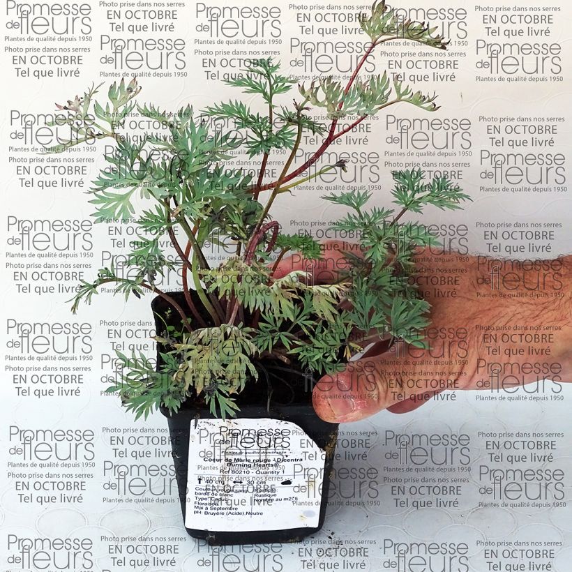 Example of Dicentra Burning Hearts - Herzblume Kleine Töpfe von 8/9 cm as you get