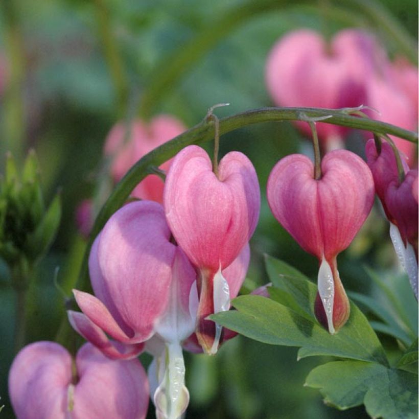 Dicentra spectabilis - Tränendes Herz (Flowering)