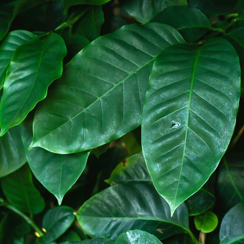 Kaffeestrauch - Coffea arabica (Foliage)