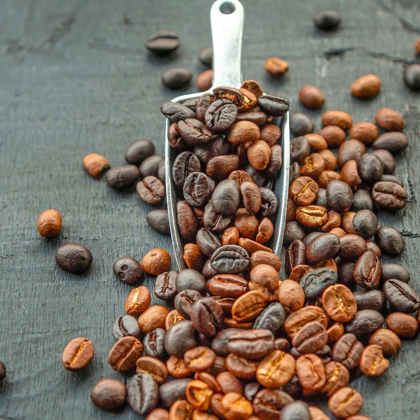 Kaffeestrauch - Coffea arabica (Harvest)