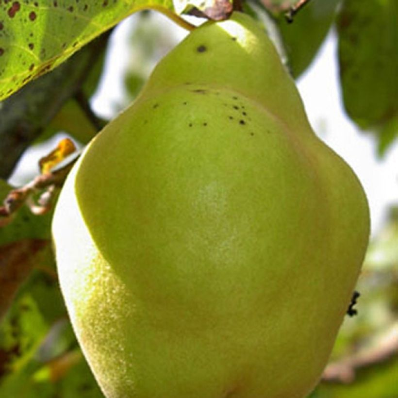 Quitte Champion Bio - Cydonia oblonga (Harvest)