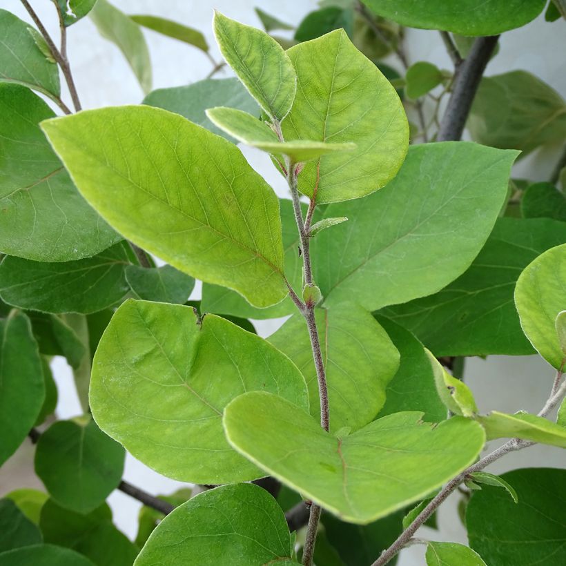 Quitte Champion - Cydonia oblonga (Foliage)