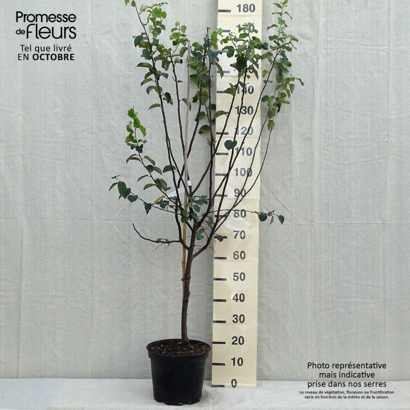 Example of Quitte Champion - Cydonia oblonga Topf mit 7,5L/10L, Gobelet-Form as you get in automne