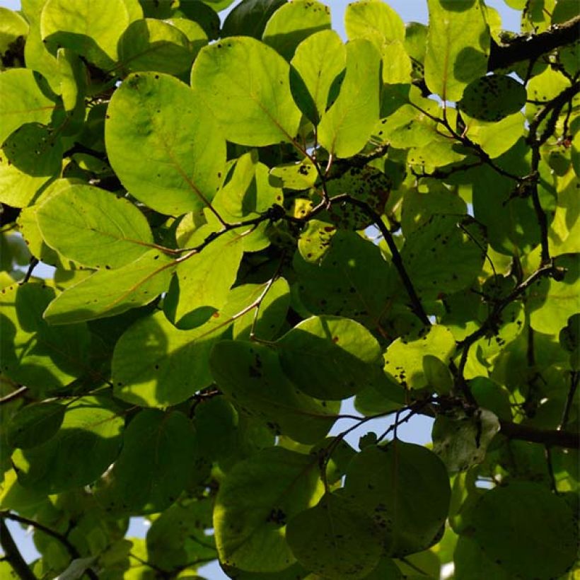 Quitte Monstrueux de Vranja - Cydonia oblonga (Foliage)
