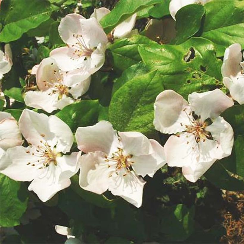 Quitte Monstrueux de Vranja - Cydonia oblonga (Flowering)