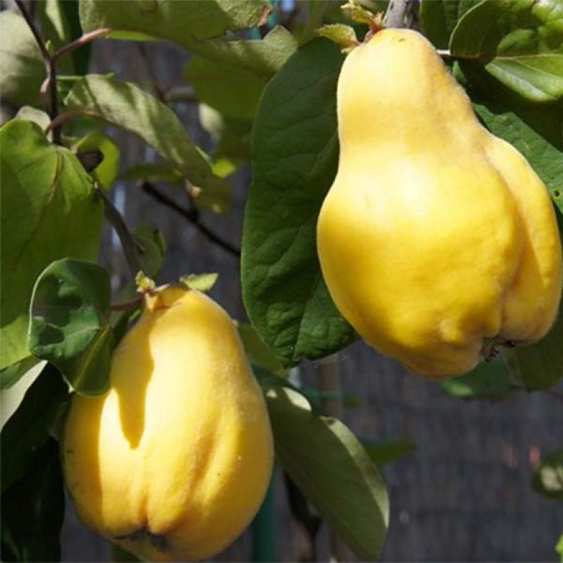 Quitte Monstrueux de Vranja - Cydonia oblonga (Harvest)