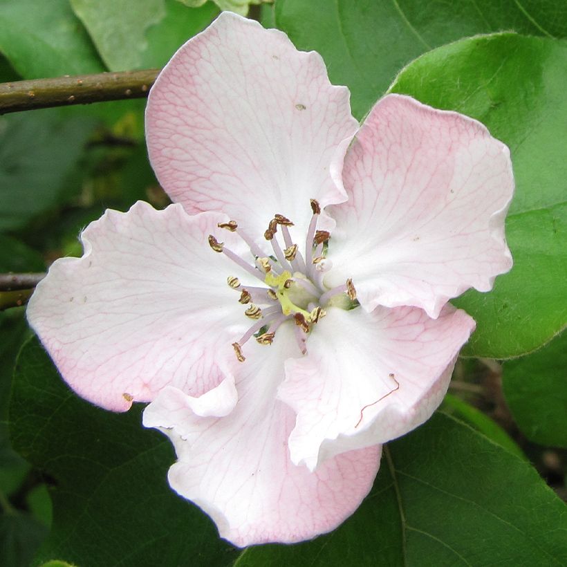 Quitte Du Portugal - Cydonia oblonga (Flowering)