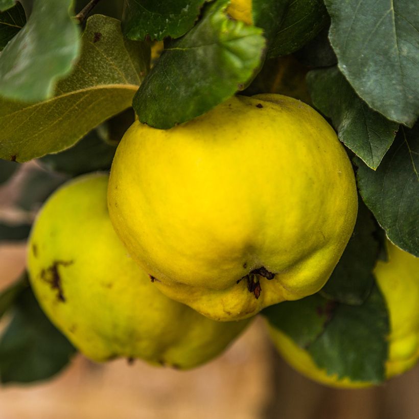 Quitte Rea's Mammoth - Cydonia oblonga (Harvest)