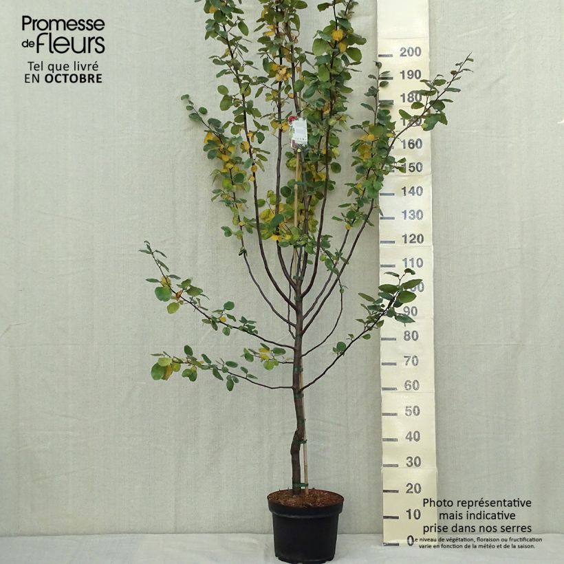 Example of Quitte Leskovacz - Cydonia oblonga Topf mit 7,5L/10L as you get in automne