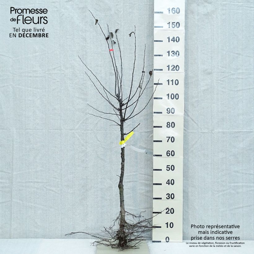 Example of Quitte - Cydonia oblonga Wurzelnackt, Gobelet-Form as you get in hiver