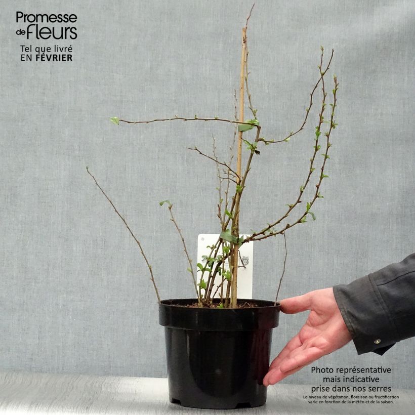 Exemplar von Zierquitte Cameo - Chaenomeles superba Topf mit 3L/4L wie im Winter geliefert