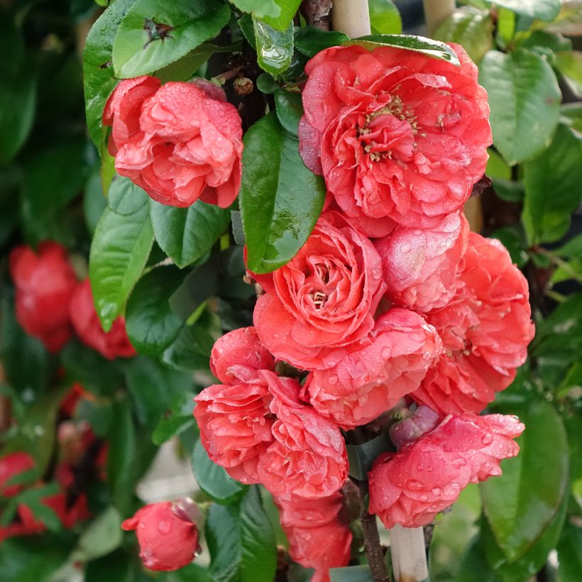 Zierquitte Mango Storm - Chaenomeles speciosa (Blüte)