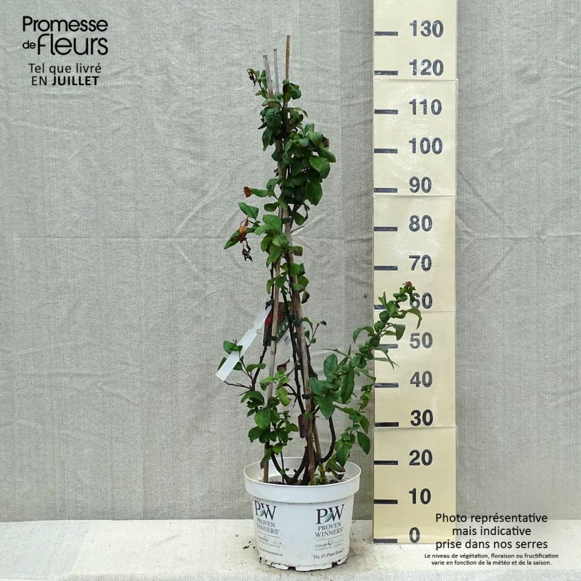 Example of Zierquitte Mango Storm - Chaenomeles speciosa Topf mit 7,5L/10L as you get in ete