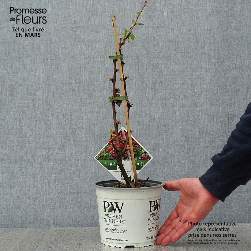 Exemplar von Zierquitte Mango Storm - Chaenomeles speciosa Topf mit 3L/4L wie im Winter geliefert