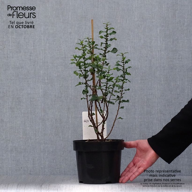 Example of Zierquitte Red Kimono - Chaenomeles speciosa Topf mit 4L/5L as you get in automne