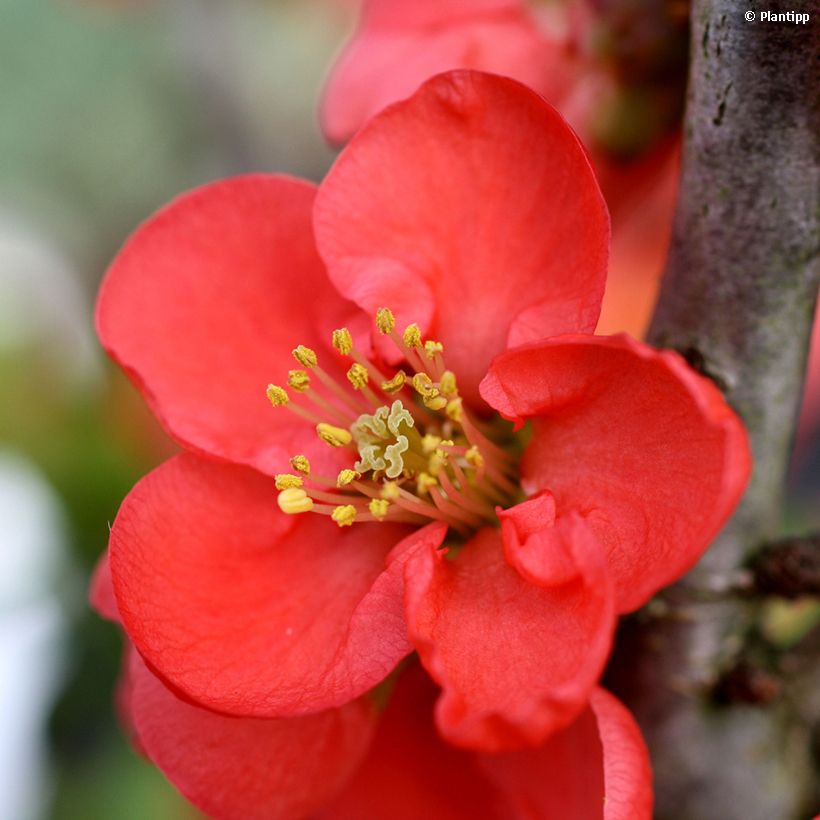 Zierquitte Red Kimono - Chaenomeles speciosa (Flowering)