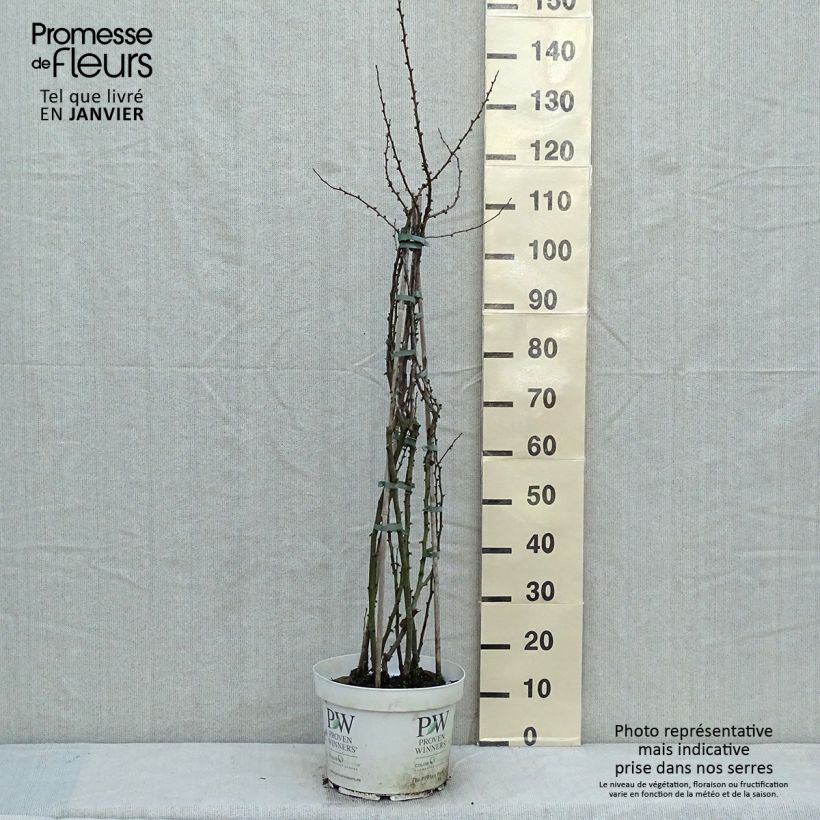 Exemplar von Zierquitte Scarlet Storm - Chaenomeles speciosa Topf mit 7,5L/10L wie im Winter geliefert