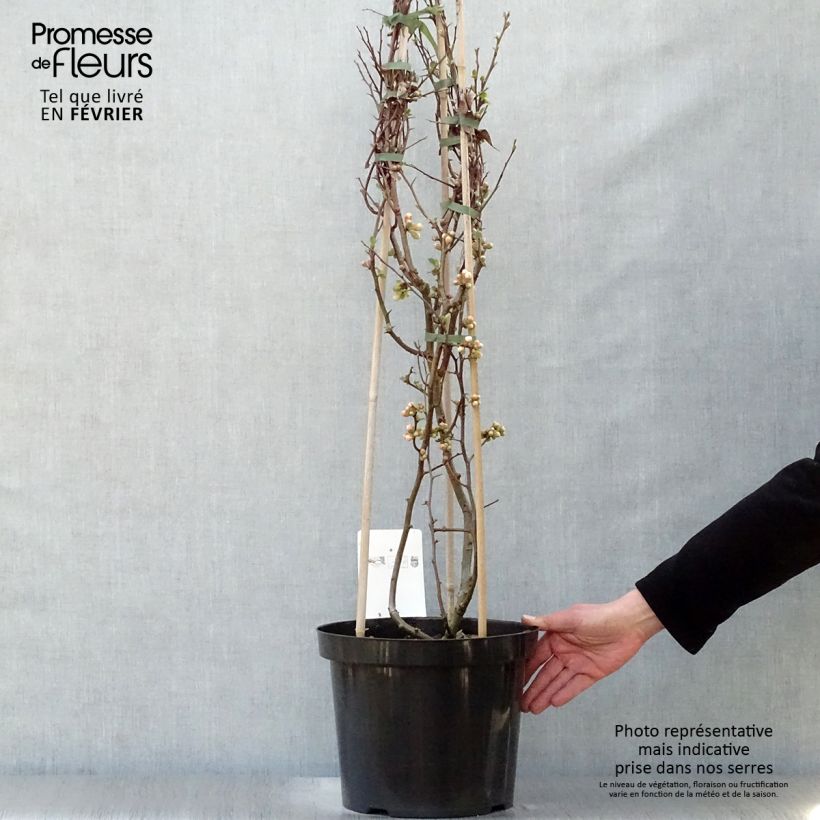 Example of Zierquitte Toyo-Nishiki - Chaenomeles speciosa Topf mit 7,5L/10L as you get in hiver