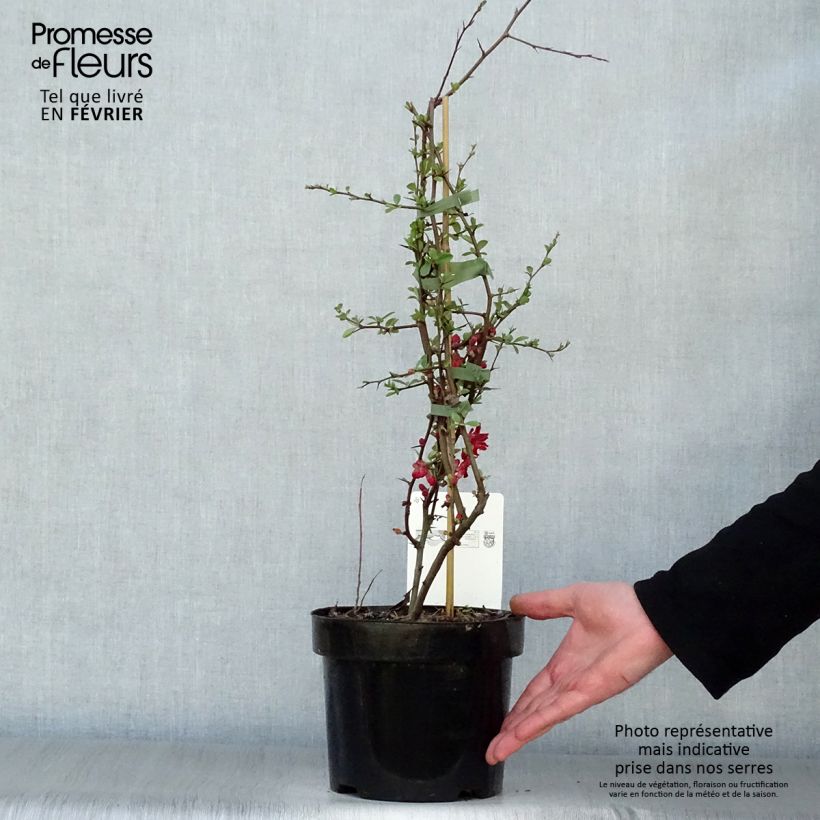 Exemplar von Zierquitte Elly Mossel - Chaenomeles superba Topf mit 2L/3L wie im Winter geliefert