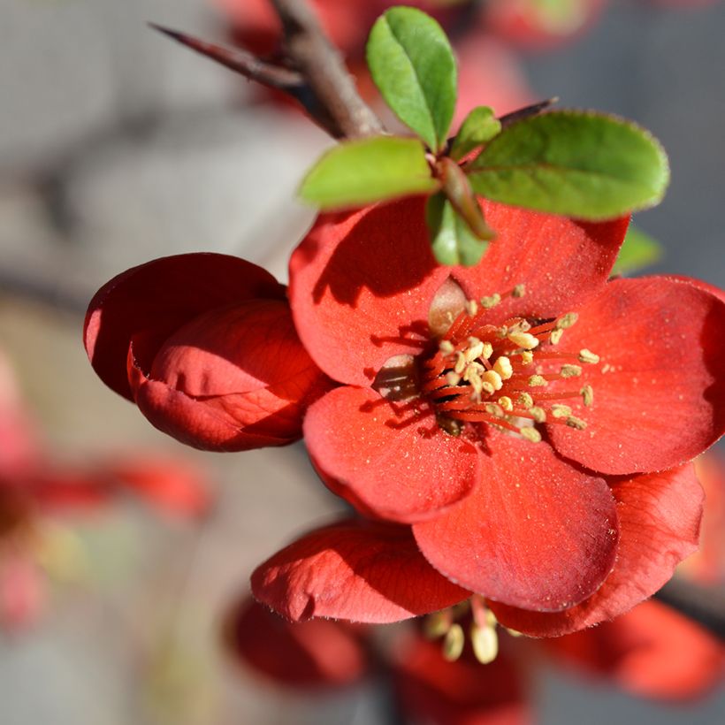 Zierquitte Hollandia - Chaenomeles superba (Flowering)