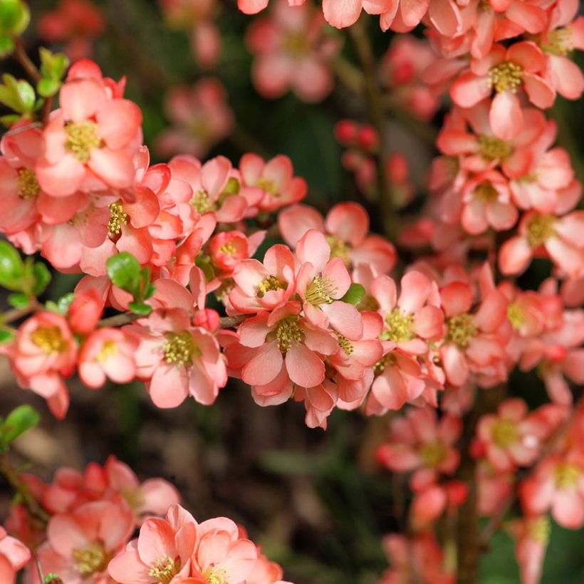 Zierquitte Salmon Horizon - Chaenomeles superba (Flowering)