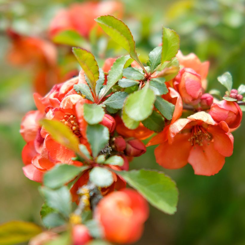 Zierquitte Texas Scarlet - Chaenomeles superba (Foliage)