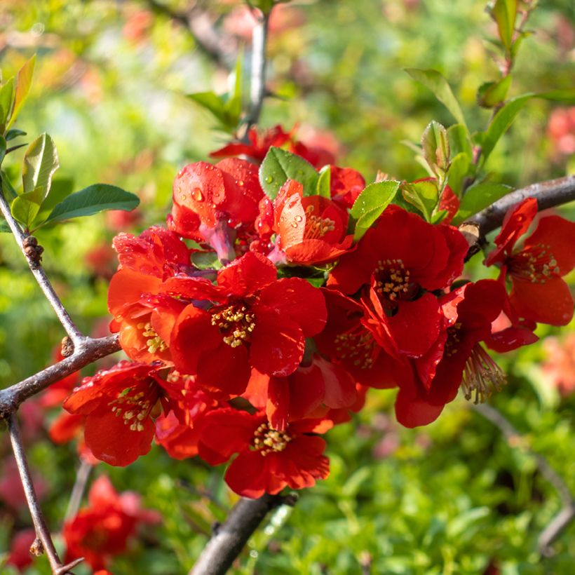 Zierquitte Texas Scarlet - Chaenomeles superba (Flowering)
