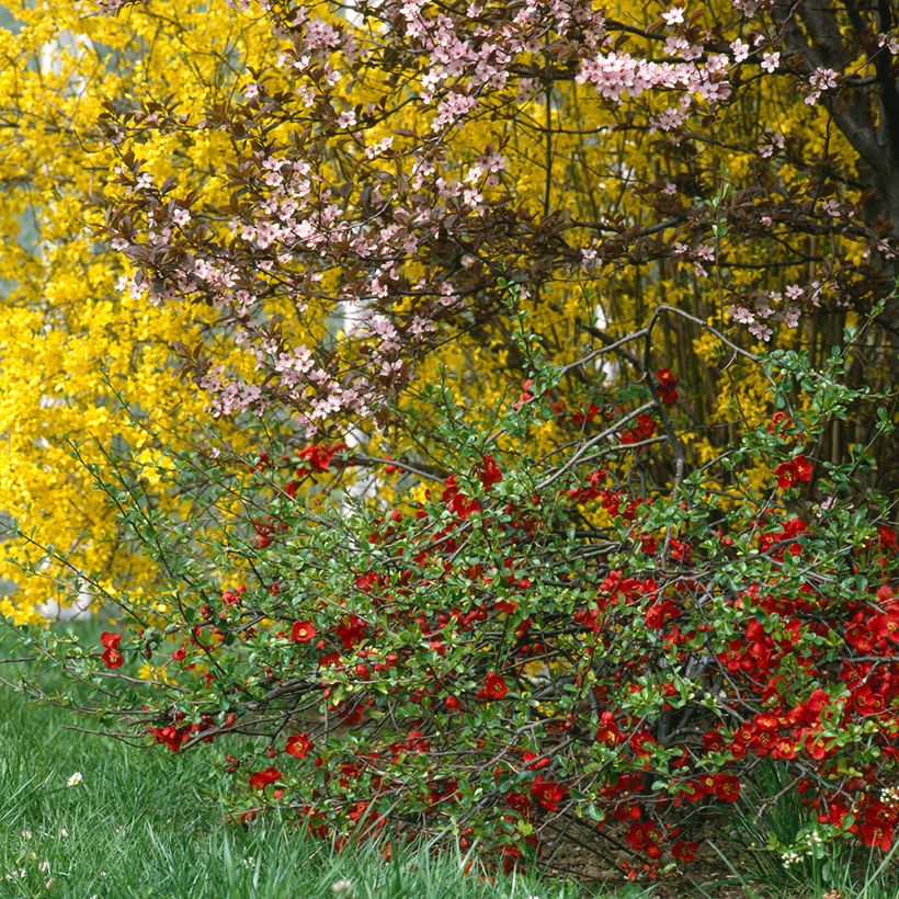 Zierquitte Crimson and Gold - Chaenomeles superba (Plant habit)