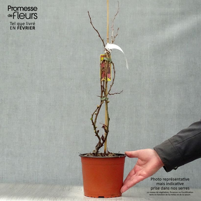 Exemplar von Zierquitte Falconnet Charlet - Chaenomeles speciosa Topf mit 2L/3L wie im Winter geliefert