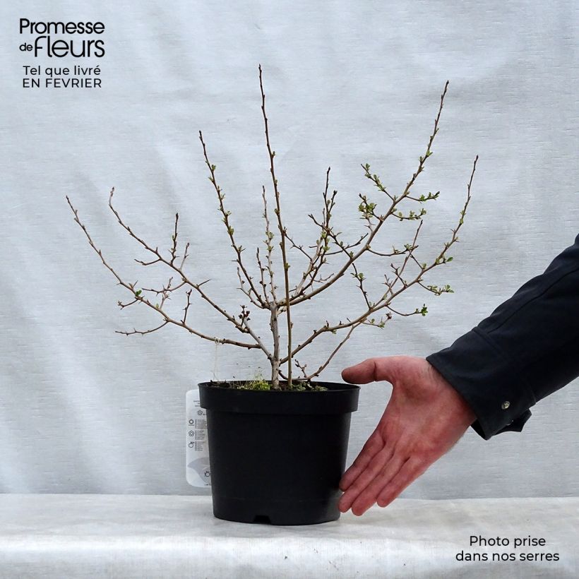 Example of Zierquitte Fire dance - Chaenomeles speciosa Topf mit 2L/3L as you get in hiver