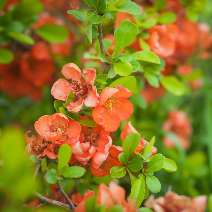 Zierquitte Friesdorfer - Chaenomeles speciosa (Flowering)