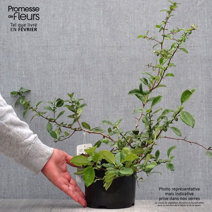 Example of Zierquitte Nicoline - Chaenomeles superba Topf mit 2L/3L as you get in automne