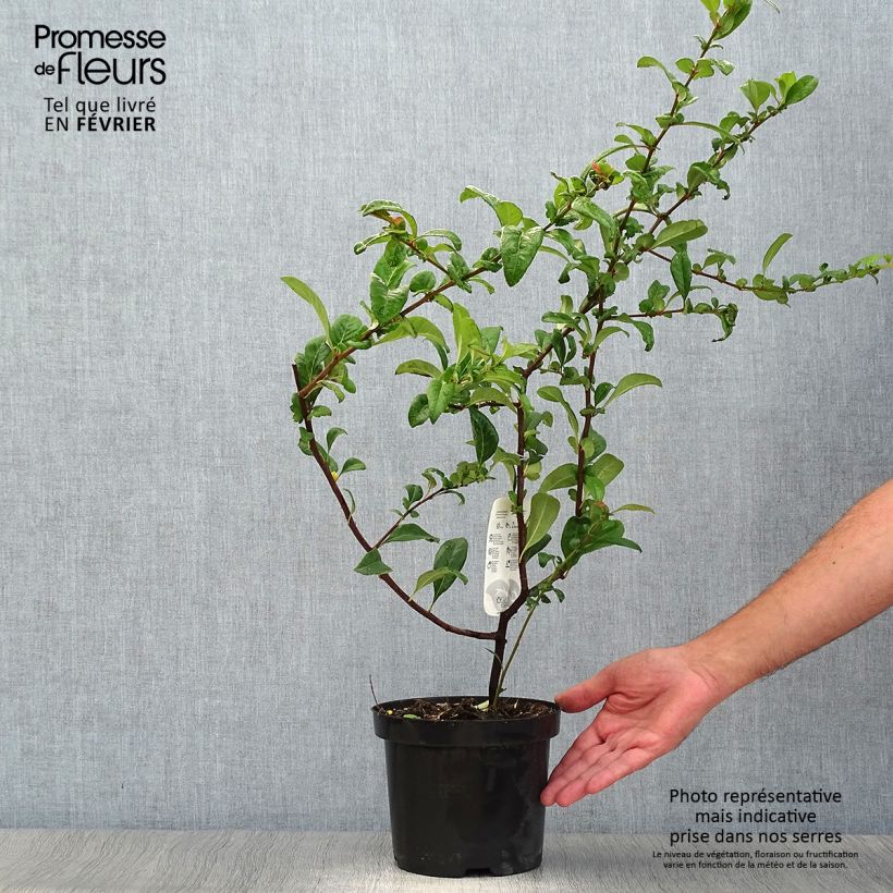 Example of Zierquitte Nivalis - Chaenomeles speciosa Topf mit 2L/3L as you get in automne