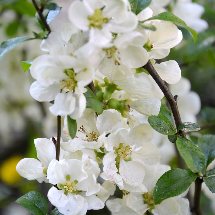 Zierquitte Nivalis - Chaenomeles speciosa (Flowering)