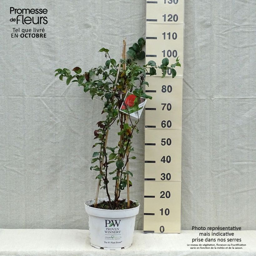 Example of Zierquitte Orange Storm - Chaenomeles speciosa Topf mit 7,5L/10L as you get in automne