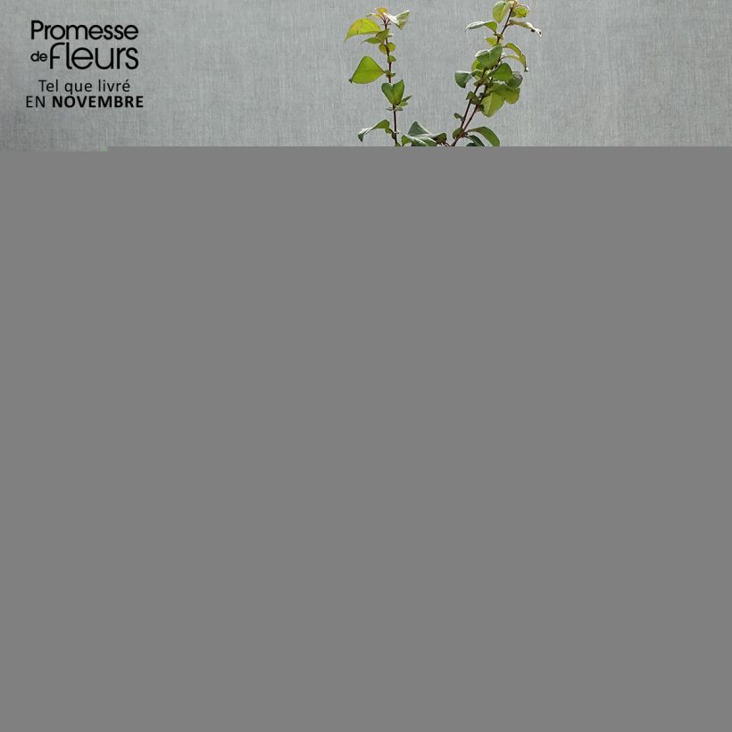 Example of Zierquitte Orange Storm - Chaenomeles speciosa Topf mit 2L/3L as you get in automne