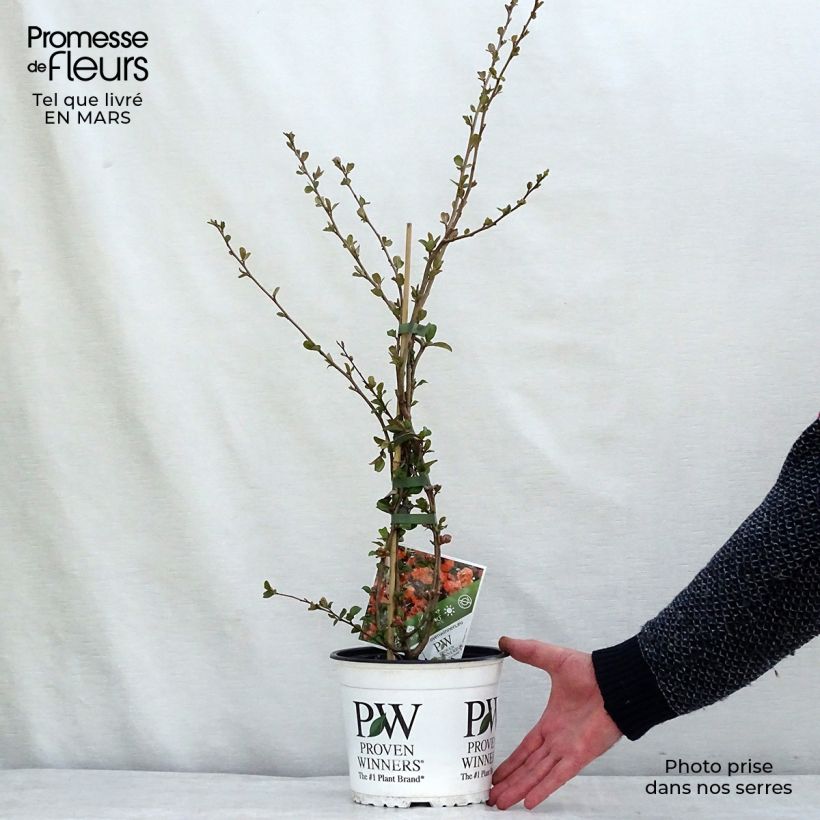 Exemplar von Zierquitte Orange Storm - Chaenomeles speciosa Topf mit 2L/3L wie im Frühjahr geliefert