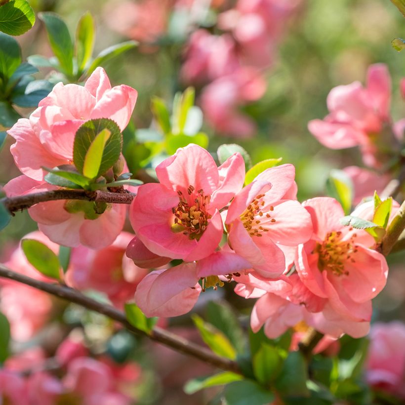 Zierquitte Pink Lady - Chaenomeles superba (Flowering)