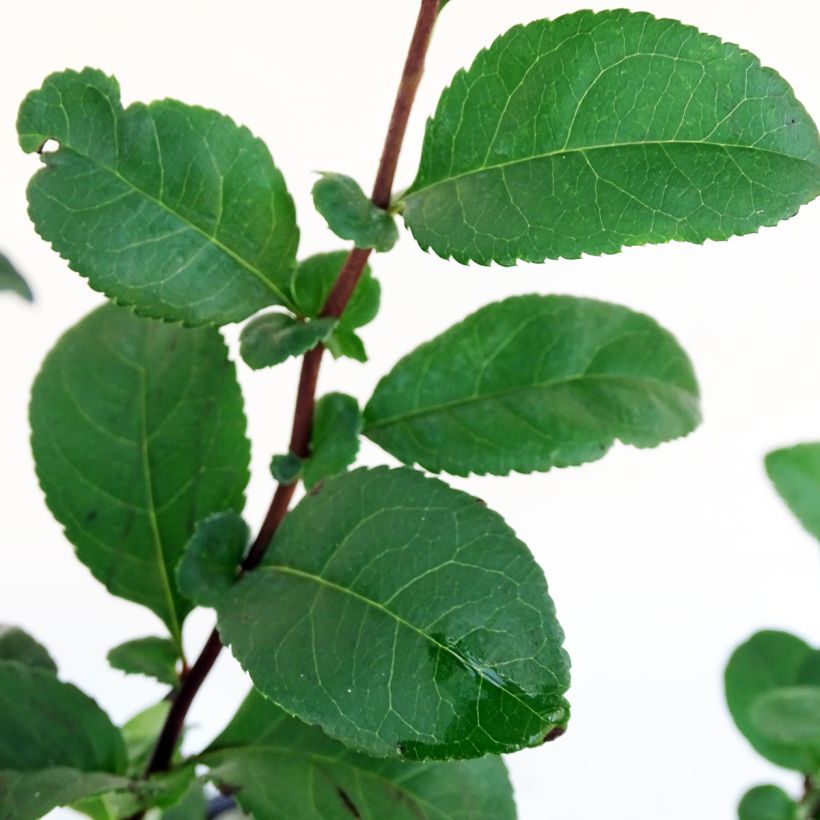 Zierquitte Pink Storm - Chaenomeles speciosa (Foliage)