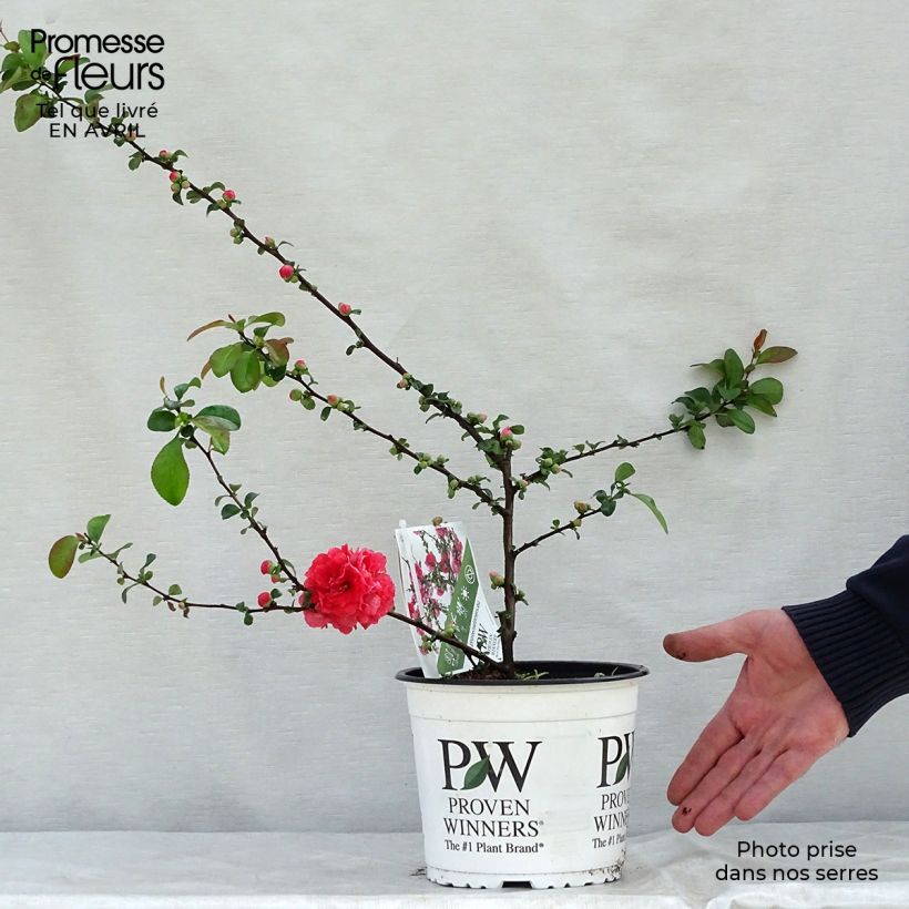 Exemplar von Zierquitte Pink Storm - Chaenomeles speciosa Topf mit 2L/3L wie im Frühjahr geliefert