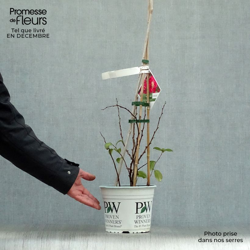 Exemplar von Zierquitte Pink Storm - Chaenomeles speciosa Topf mit 2L/3L wie im Winter geliefert