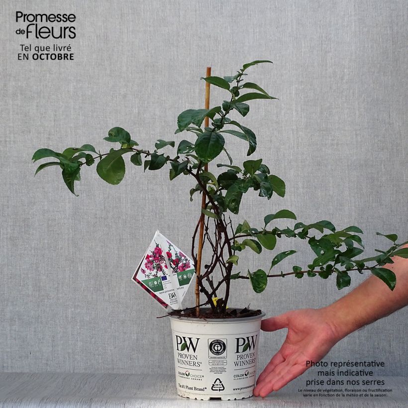 Example of Zierquitte Pink Storm - Chaenomeles speciosa Topf mit 2L/3L as you get in automne