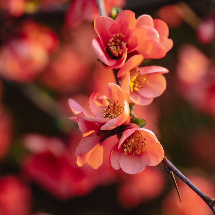 Zierquitte Red Joy - Chaenomeles superba (Flowering)