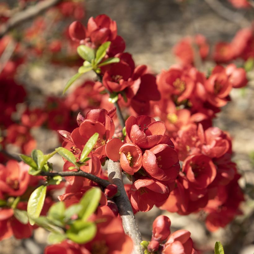 Zierquitte Rubra - Chaenomeles speciosa (Flowering)